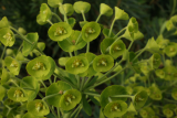 Euphorbia characias subsp. wulfenii RCP4-11 244.JPG